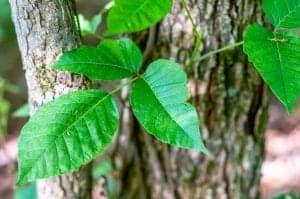 <img src="PoisonIvy.jpg" alt="Poison Ivy rash treatment at water's edge dermatology"/> 