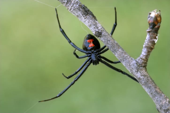 A female black widow spider