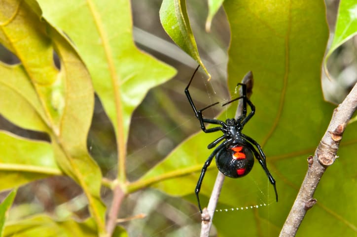 Black widow spider bite: Causes, appearance, symptoms, and treatment