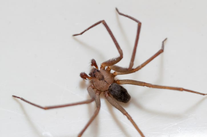 A brown recluse spider