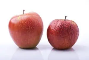 Two red apples, one fresh and one becoming dried and wrinkled.