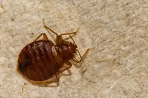 adult bed bug seen close up