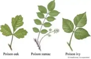 Illustrations of poison Poison ivy, oak and sumac plants.